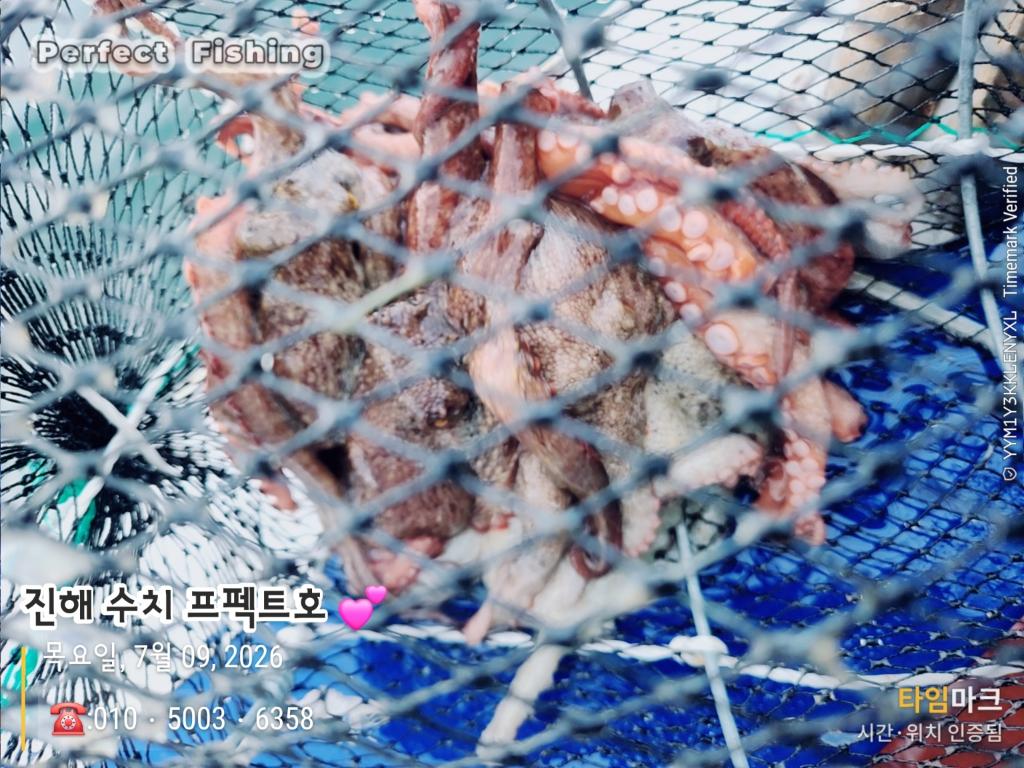 낚시뚜,문어,진해 수치마을 방파제,퍼펙트호,낚시뚜16