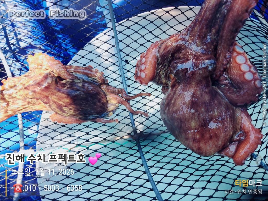 낚시뚜,문어,진해 수치마을 방파제,퍼펙트호,낚시뚜3