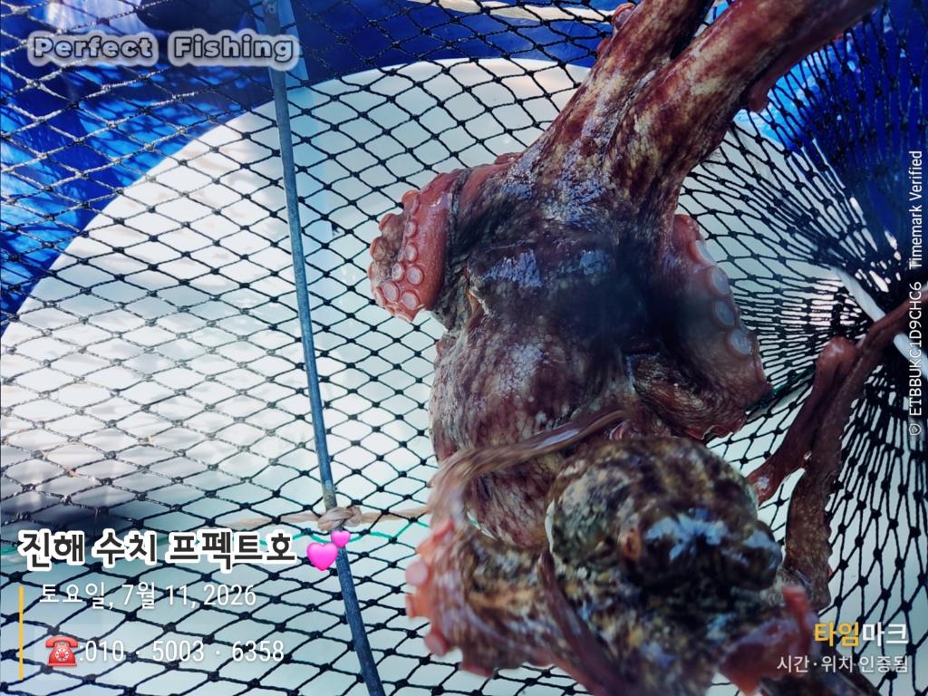 낚시뚜,문어,진해 수치마을 방파제,퍼펙트호,낚시뚜4