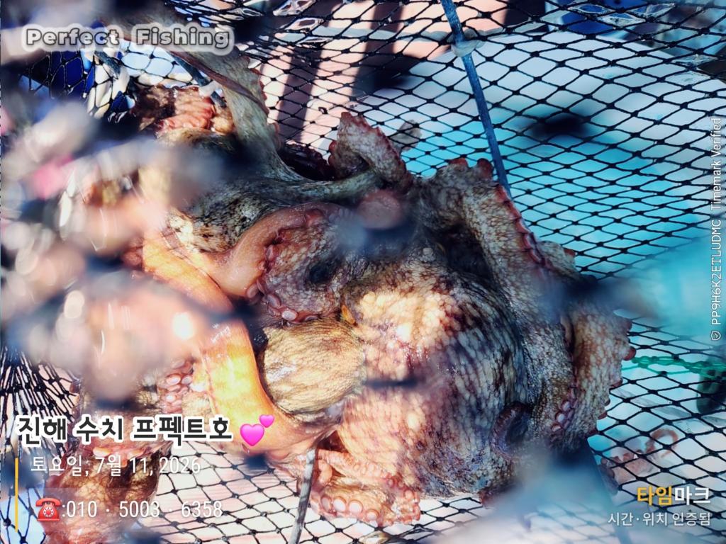 낚시뚜,문어,진해 수치마을 방파제,퍼펙트호,낚시뚜5