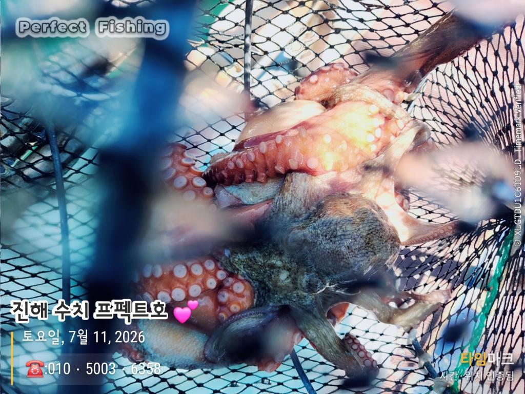 낚시뚜,문어,진해 수치마을 방파제,퍼펙트호,낚시뚜9
