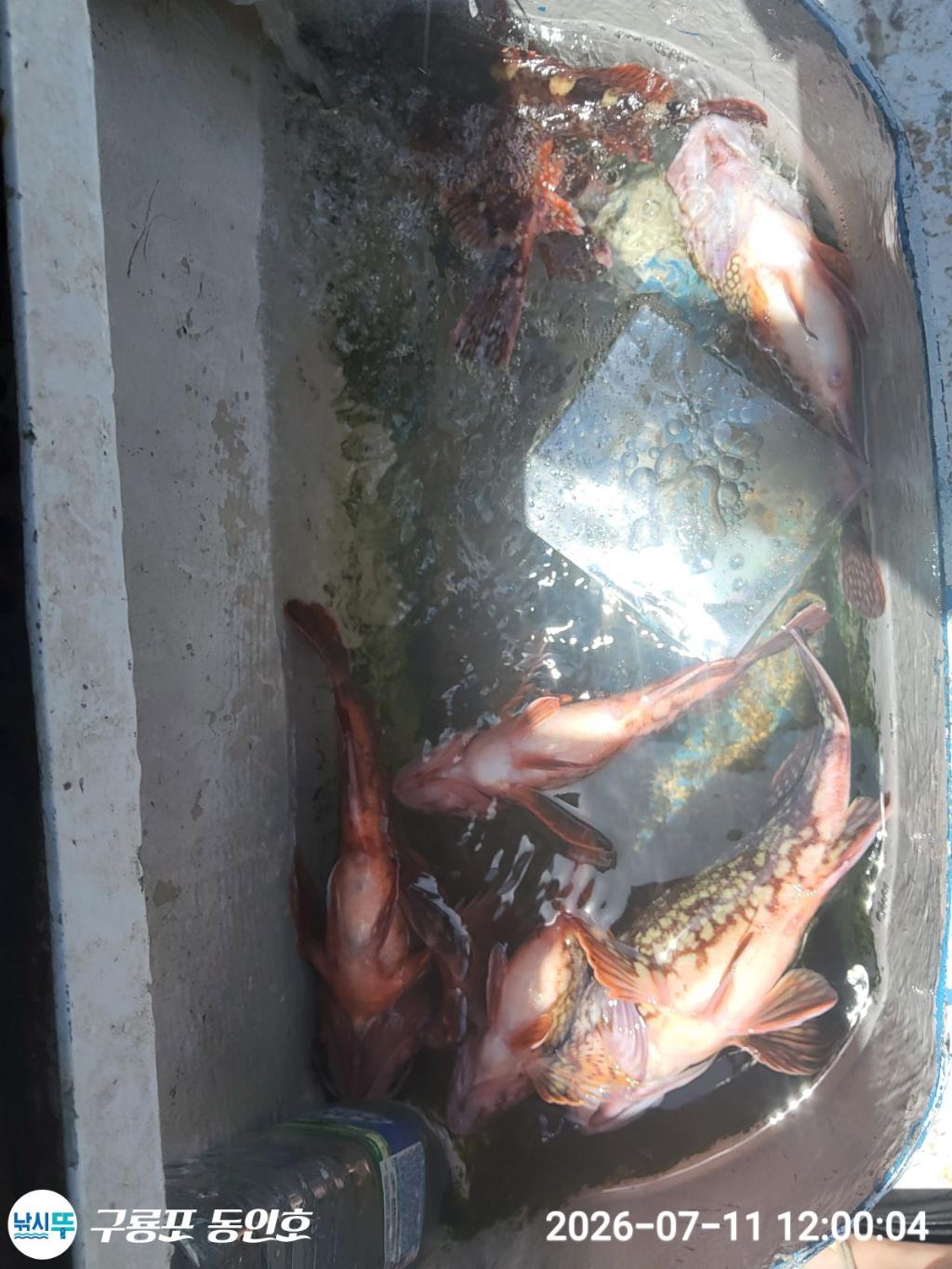 낚시뚜,쏨뱅이,볼락,구룡포항,구룡포 동인호,낚시뚜18