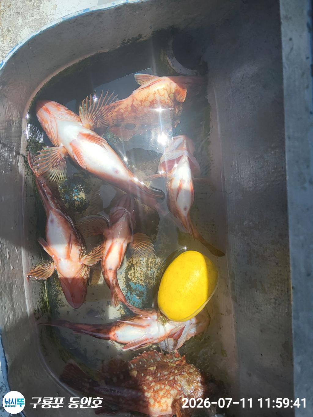 낚시뚜,쏨뱅이,볼락,구룡포항,구룡포 동인호,낚시뚜15