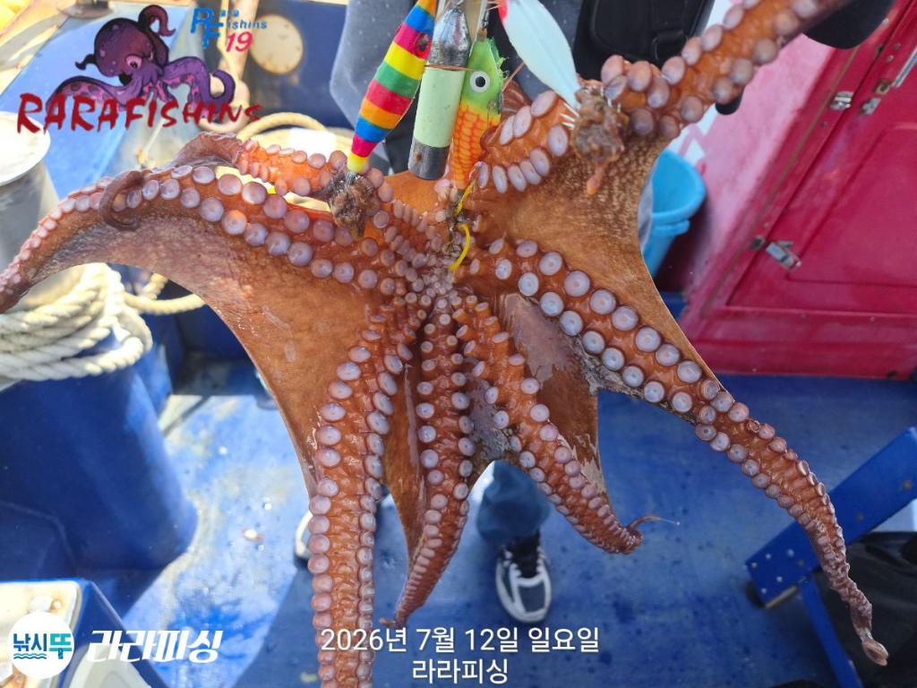 낚시뚜,돌문어,속천항(진해),라라피싱,낚시뚜9