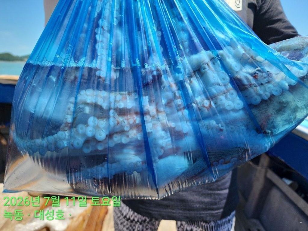 낚시뚜,돌문어,녹동항,녹동대성호,낚시뚜32