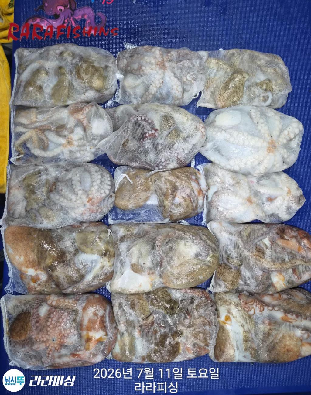 낚시뚜,돌문어,속천항(진해),라라피싱,낚시뚜13