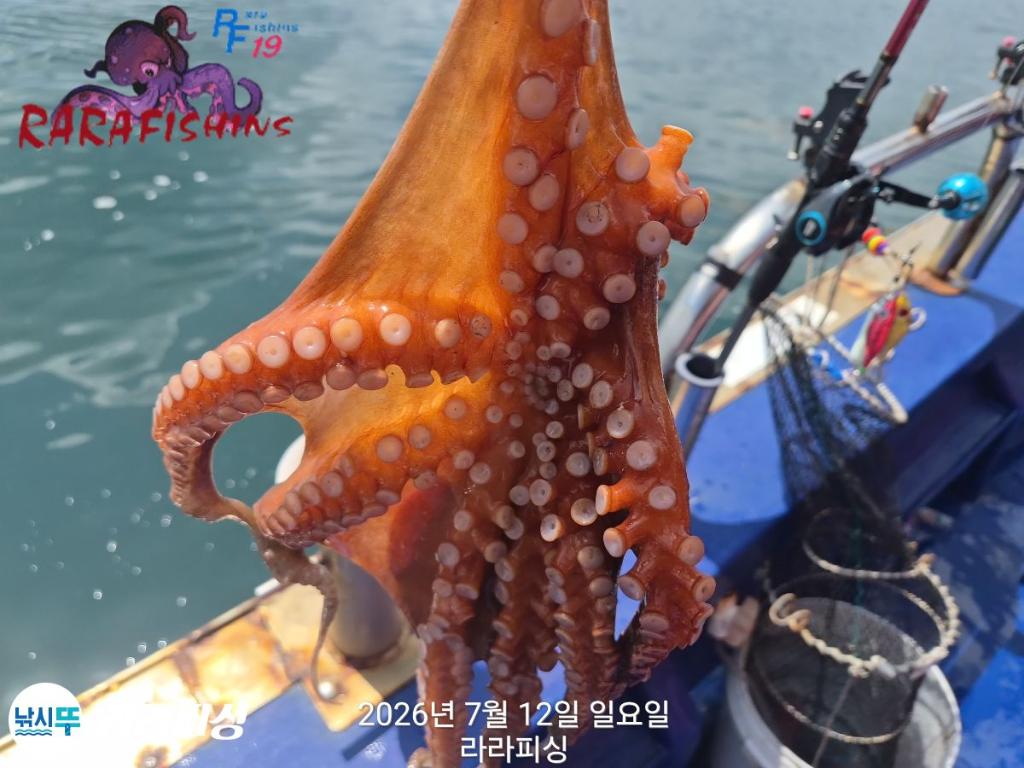 낚시뚜,돌문어,속천항(진해),라라피싱,낚시뚜9