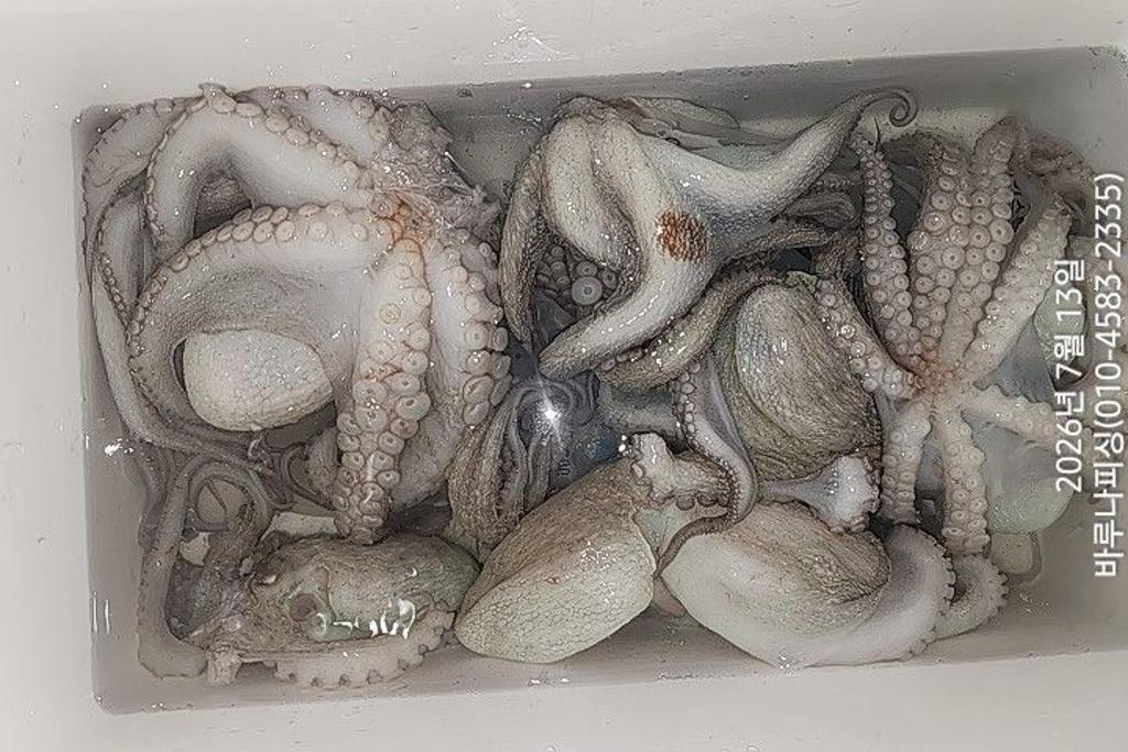 낚시뚜,돌문어,속천항(진해),바루나피싱,낚시뚜2
