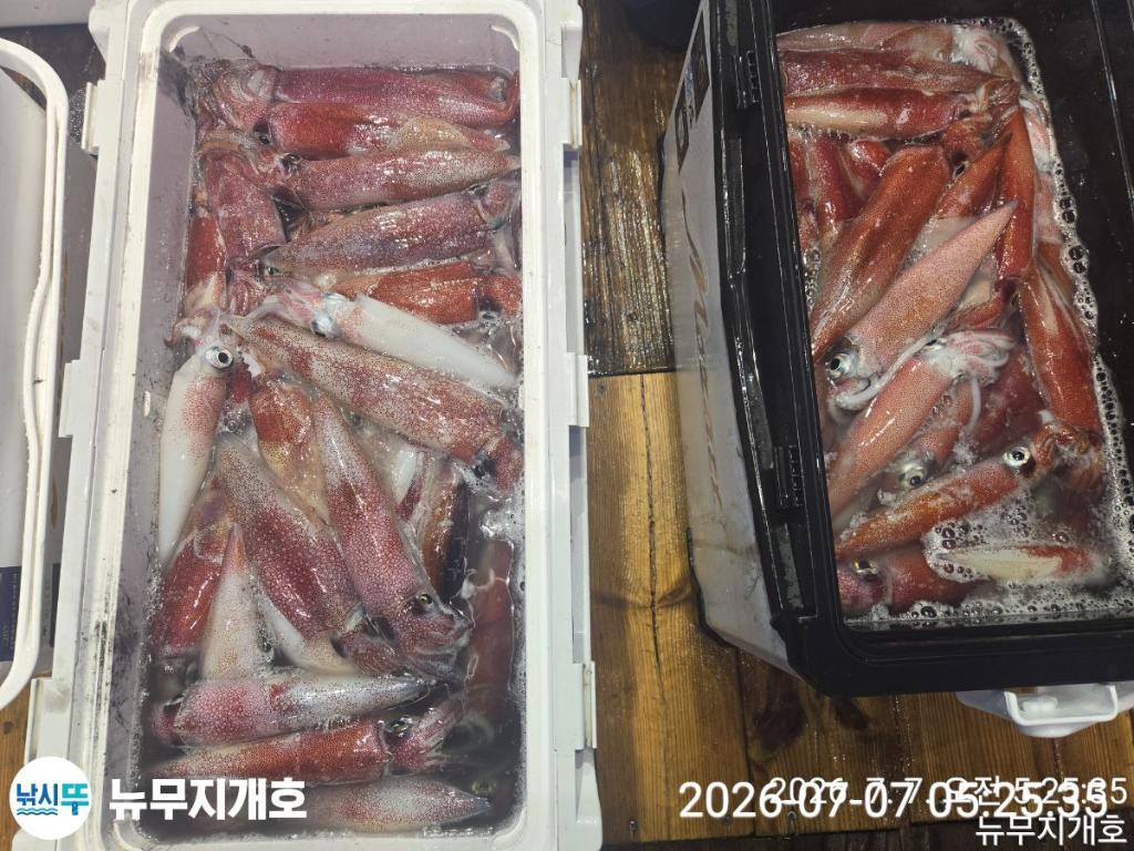 낚시뚜,한치,오징어,통영영운리항,뉴무지개호,낚시뚜14