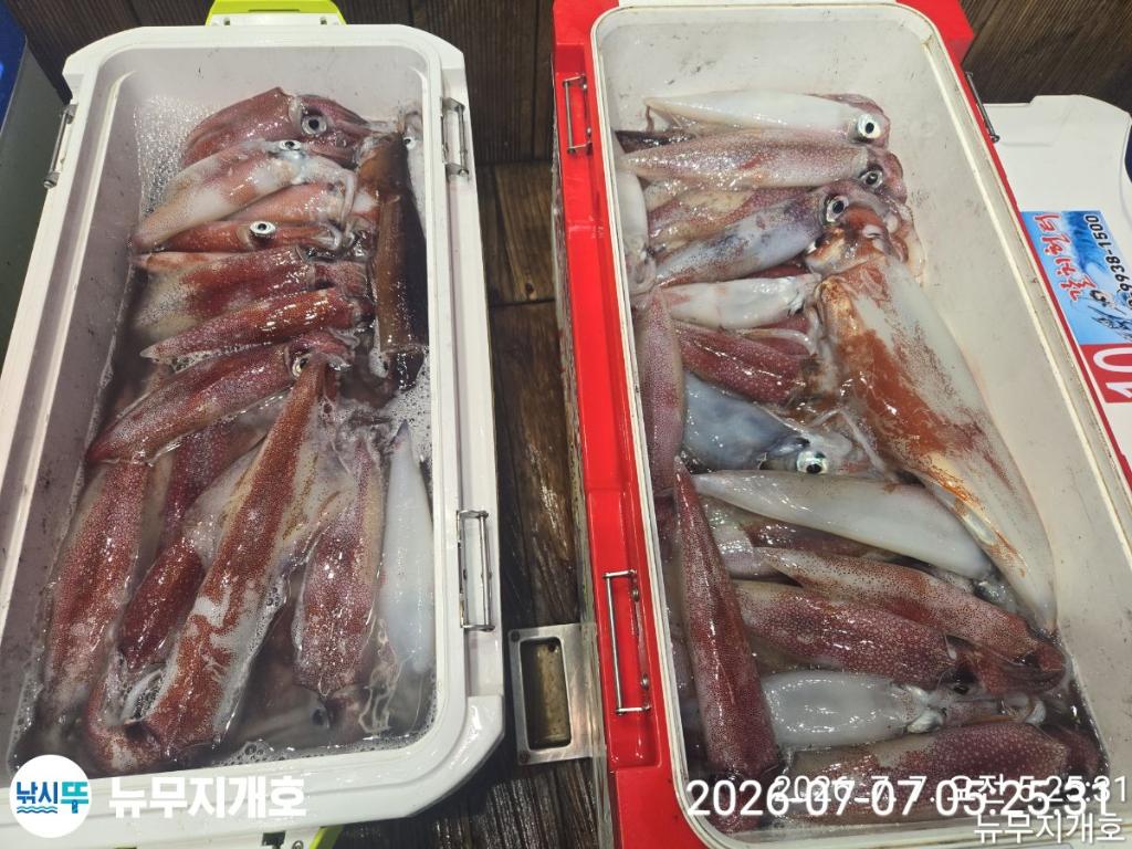 낚시뚜,한치,오징어,통영영운리항,뉴무지개호,낚시뚜12
