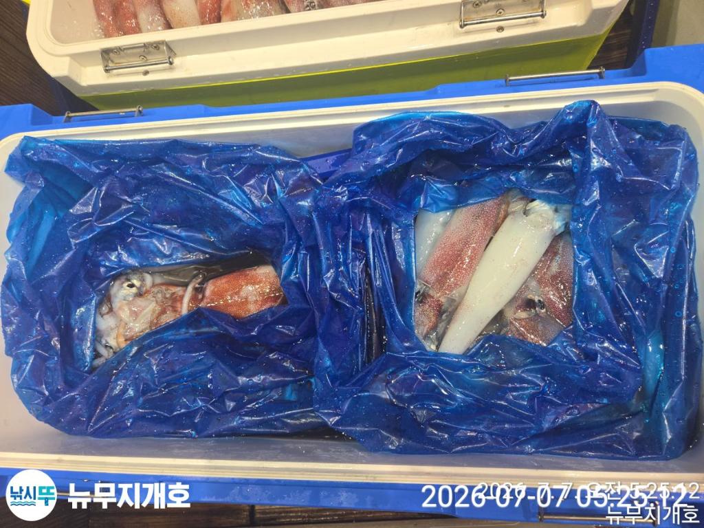 낚시뚜,한치,오징어,통영영운리항,뉴무지개호,낚시뚜11