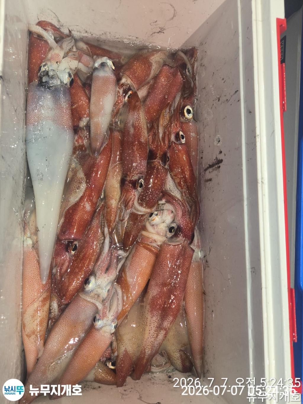 낚시뚜,한치,오징어,통영영운리항,뉴무지개호,낚시뚜9