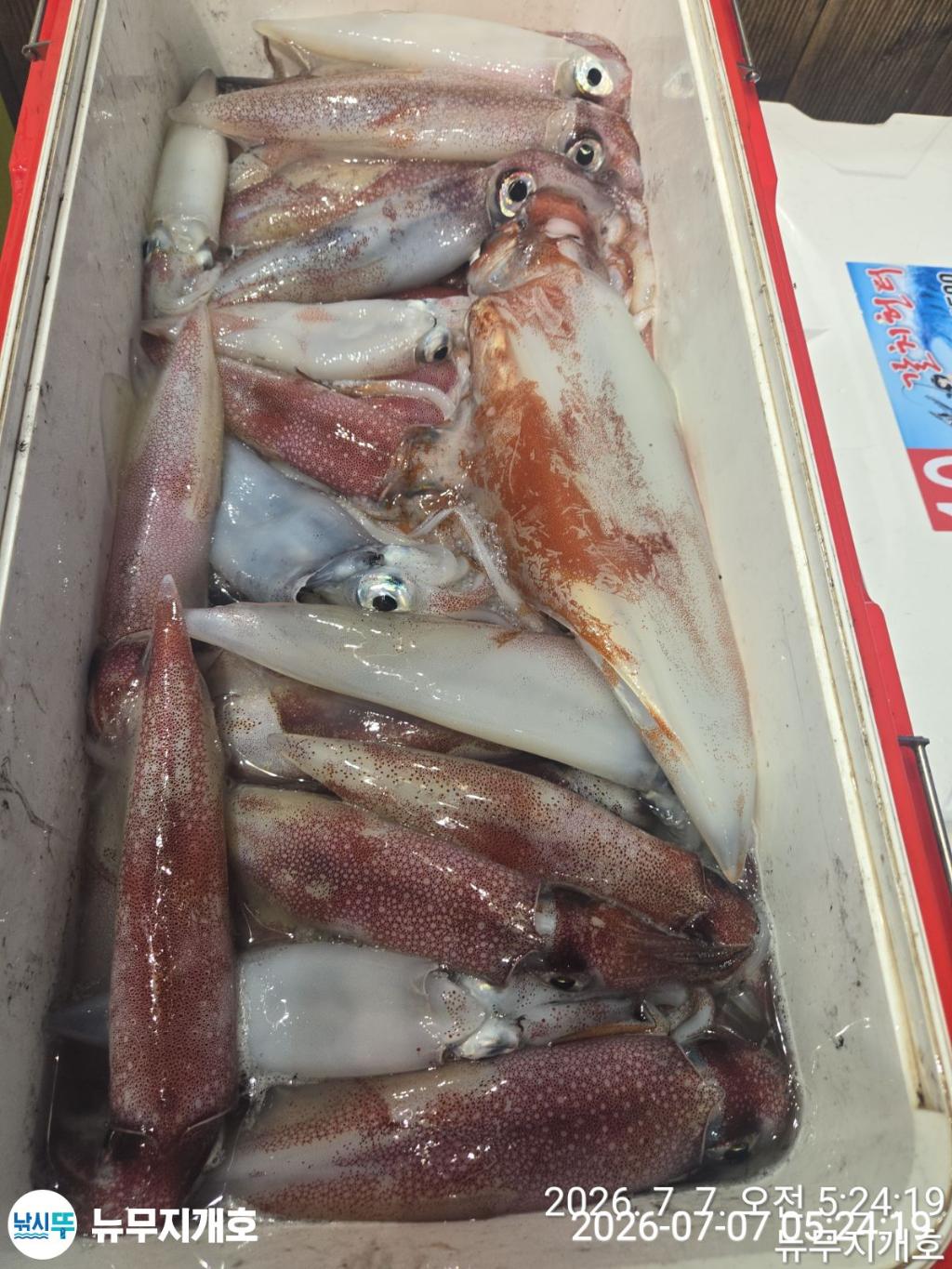 낚시뚜,한치,오징어,통영영운리항,뉴무지개호,낚시뚜8