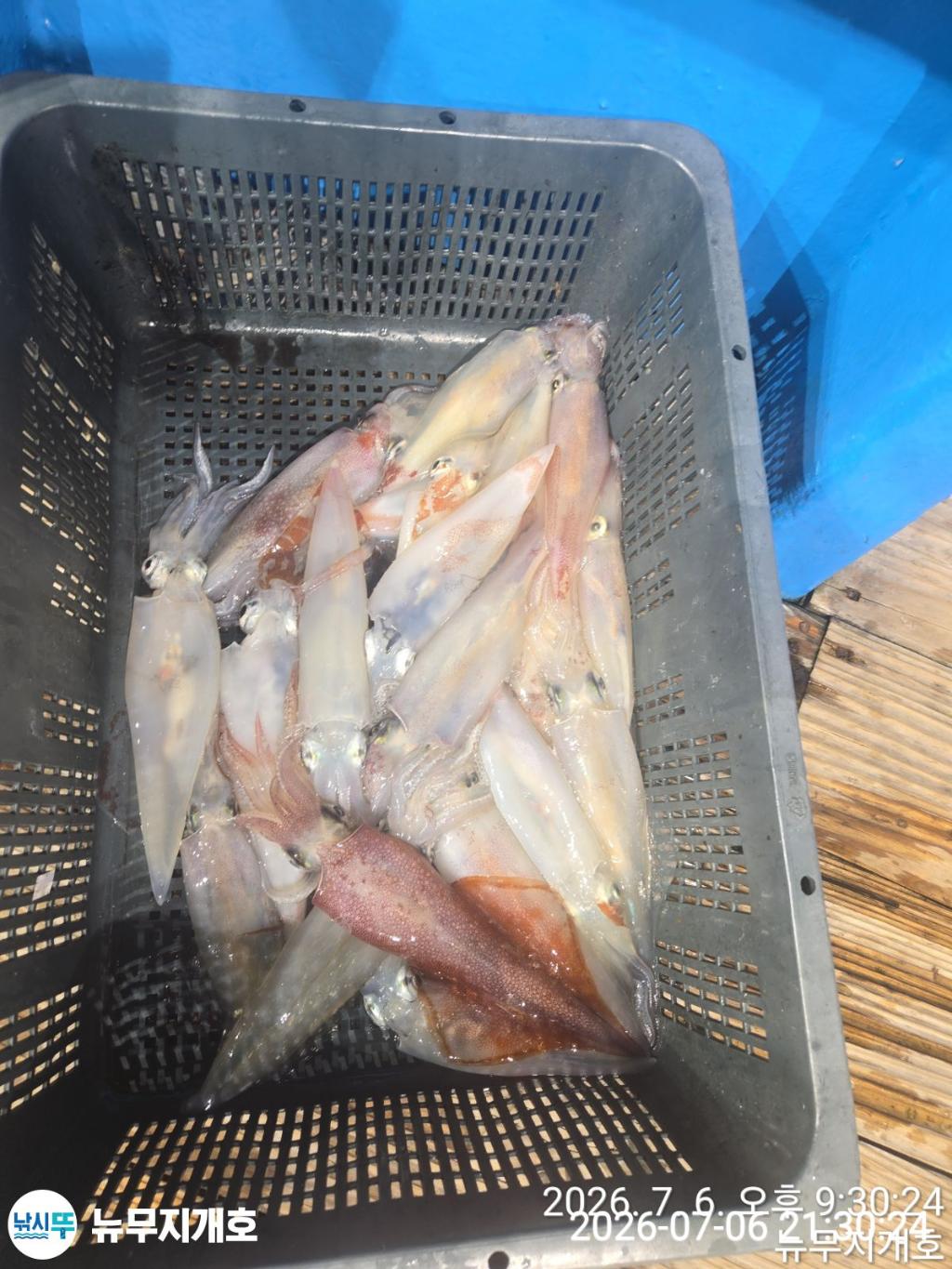 낚시뚜,한치,오징어,통영영운리항,뉴무지개호,낚시뚜4