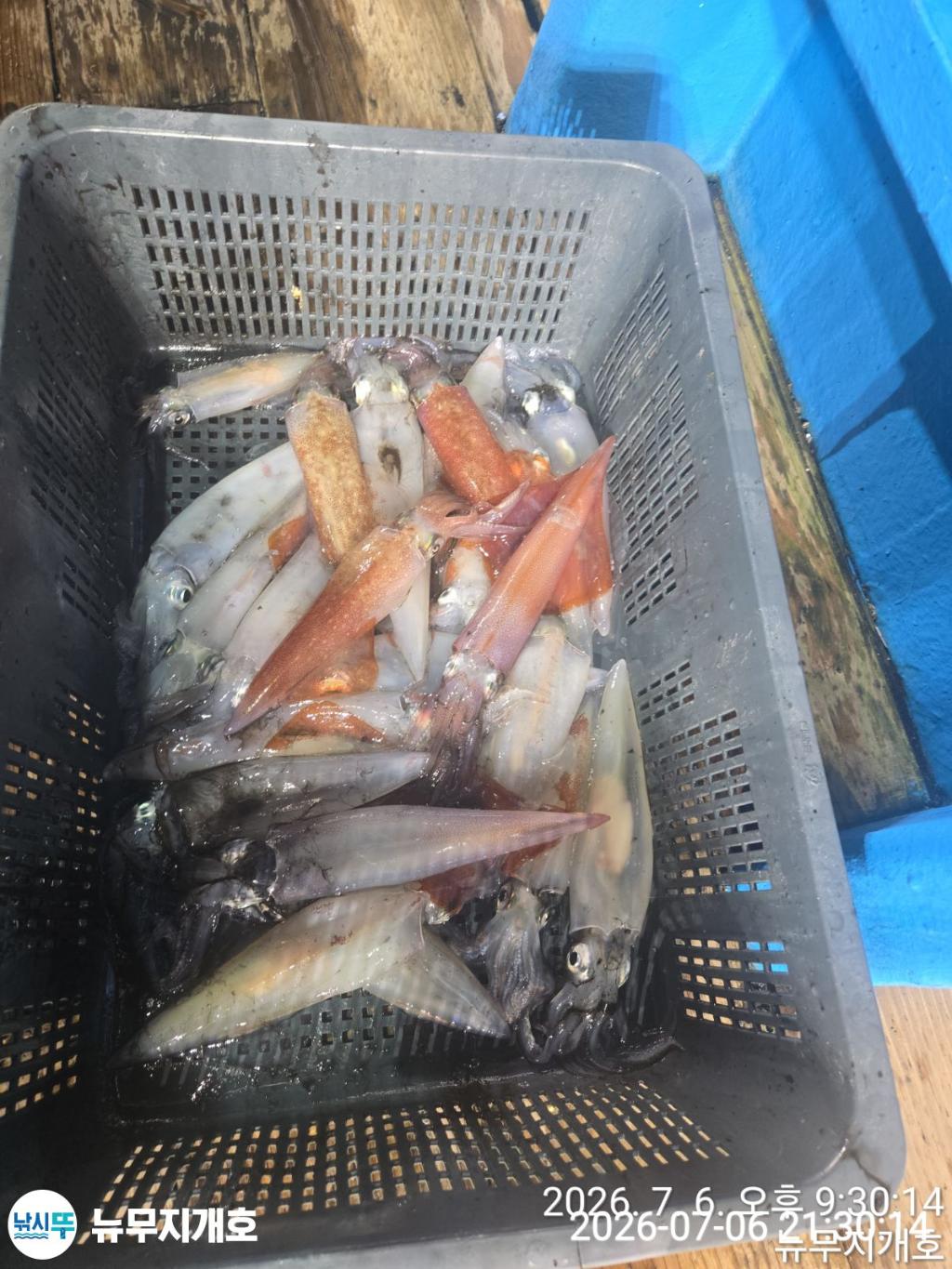 낚시뚜,한치,오징어,통영영운리항,뉴무지개호,낚시뚜3