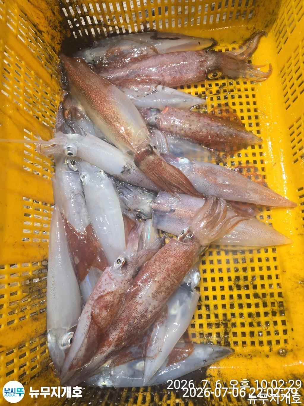 낚시뚜,한치,오징어,통영영운리항,뉴무지개호,낚시뚜1