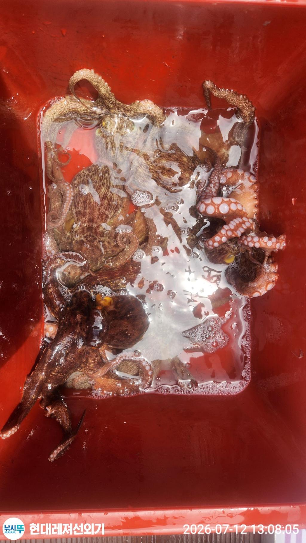 낚시뚜,돌문어,풍화상장마을,통영 현대레져선외기,낚시뚜5