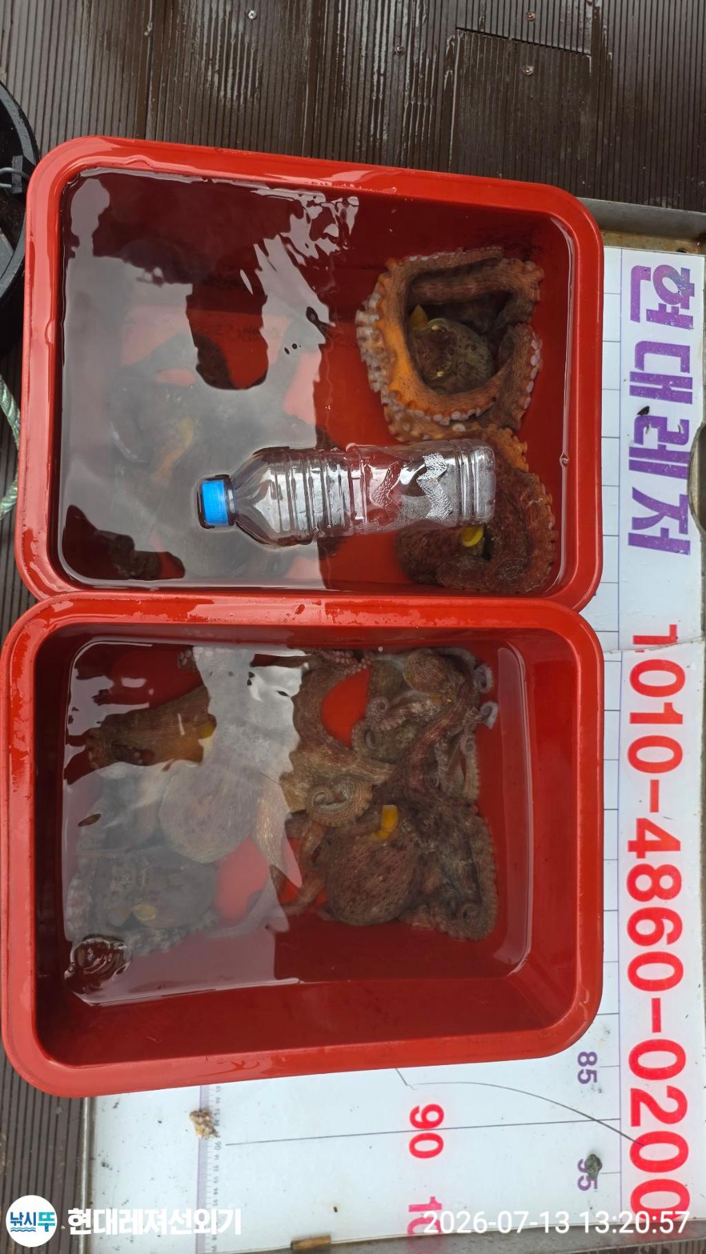 낚시뚜,돌문어,풍화상장마을,통영 현대레져선외기,낚시뚜4