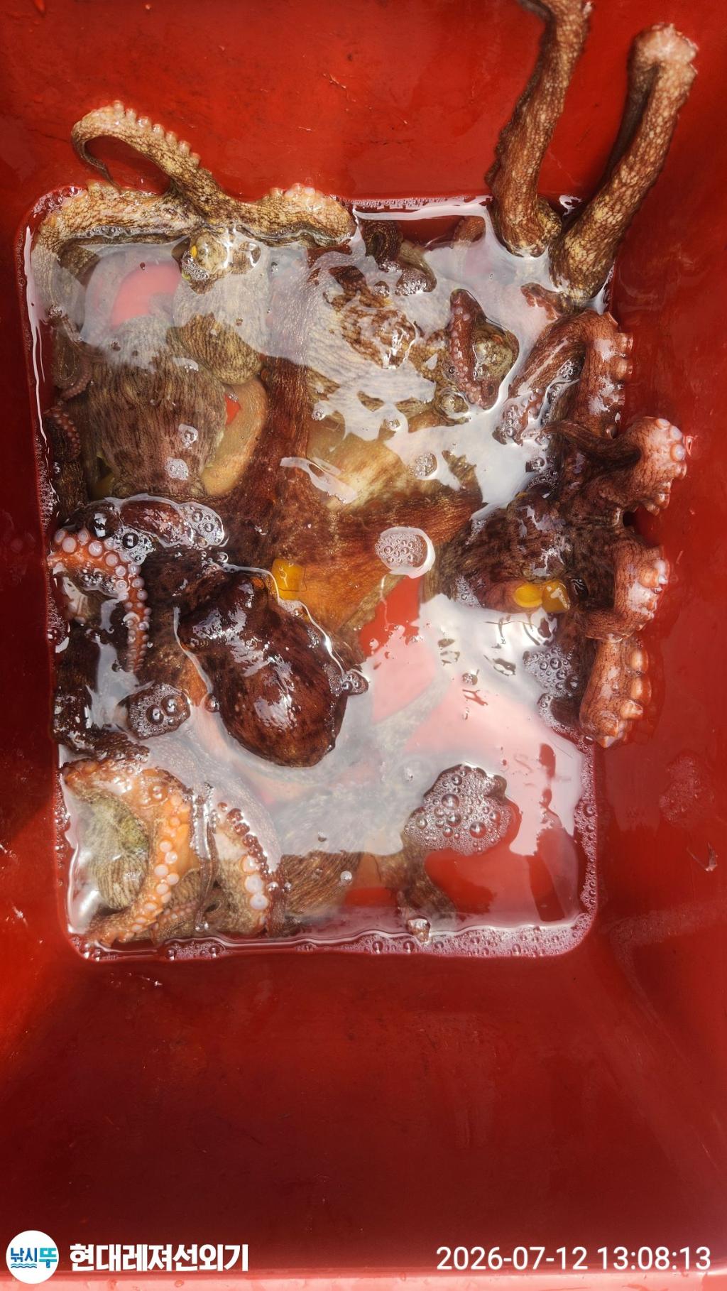 낚시뚜,돌문어,풍화상장마을,통영 현대레져선외기,낚시뚜3