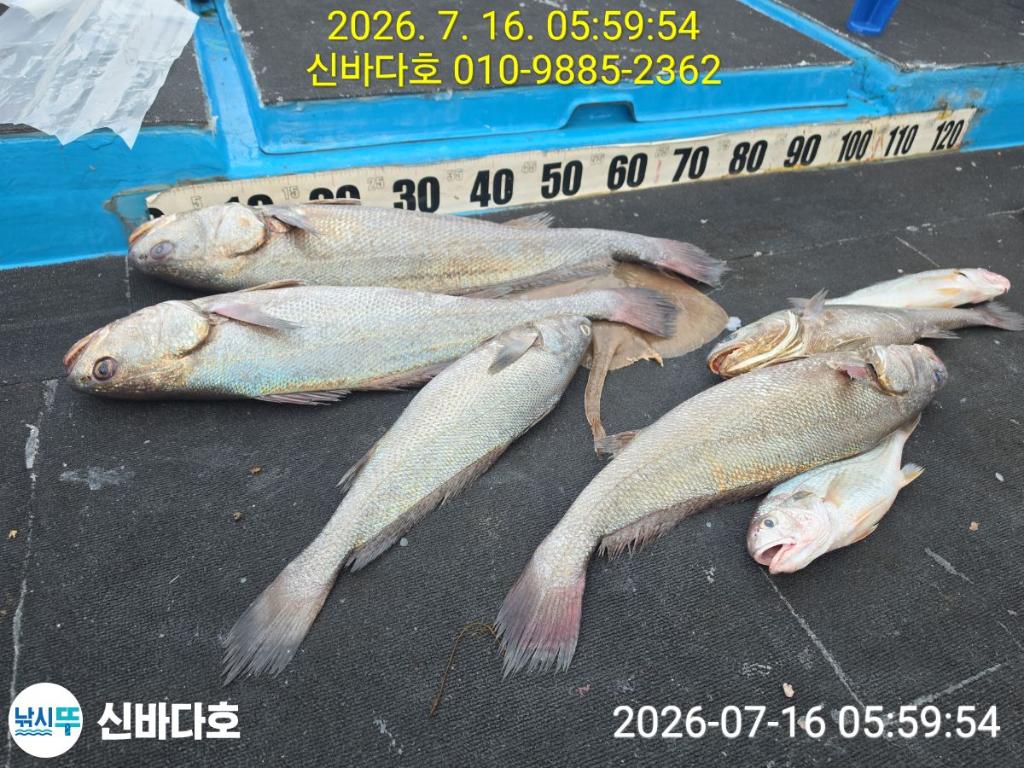 낚시뚜,민어,해남 어란진항,신바다호,낚시뚜1