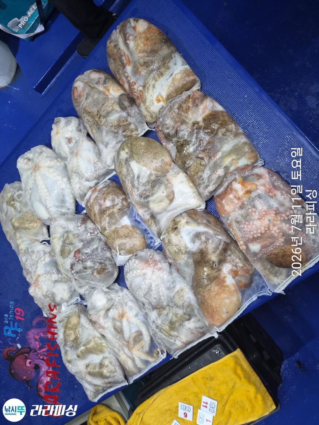 낚시뚜,돌문어,속천항(진해),라라피싱,낚시뚜14