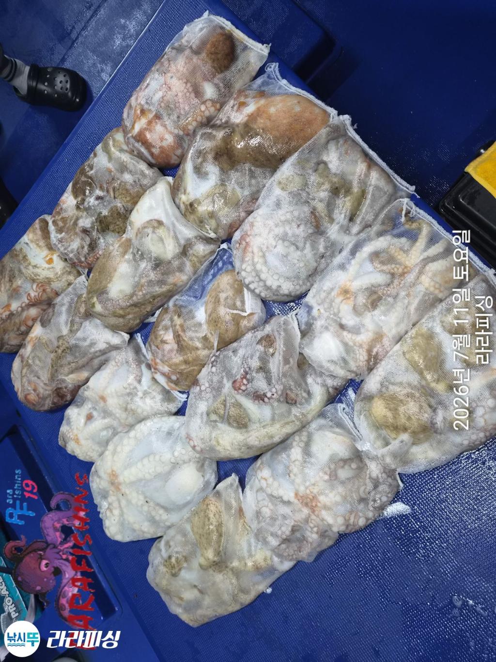 낚시뚜,돌문어,속천항(진해),라라피싱,낚시뚜12
