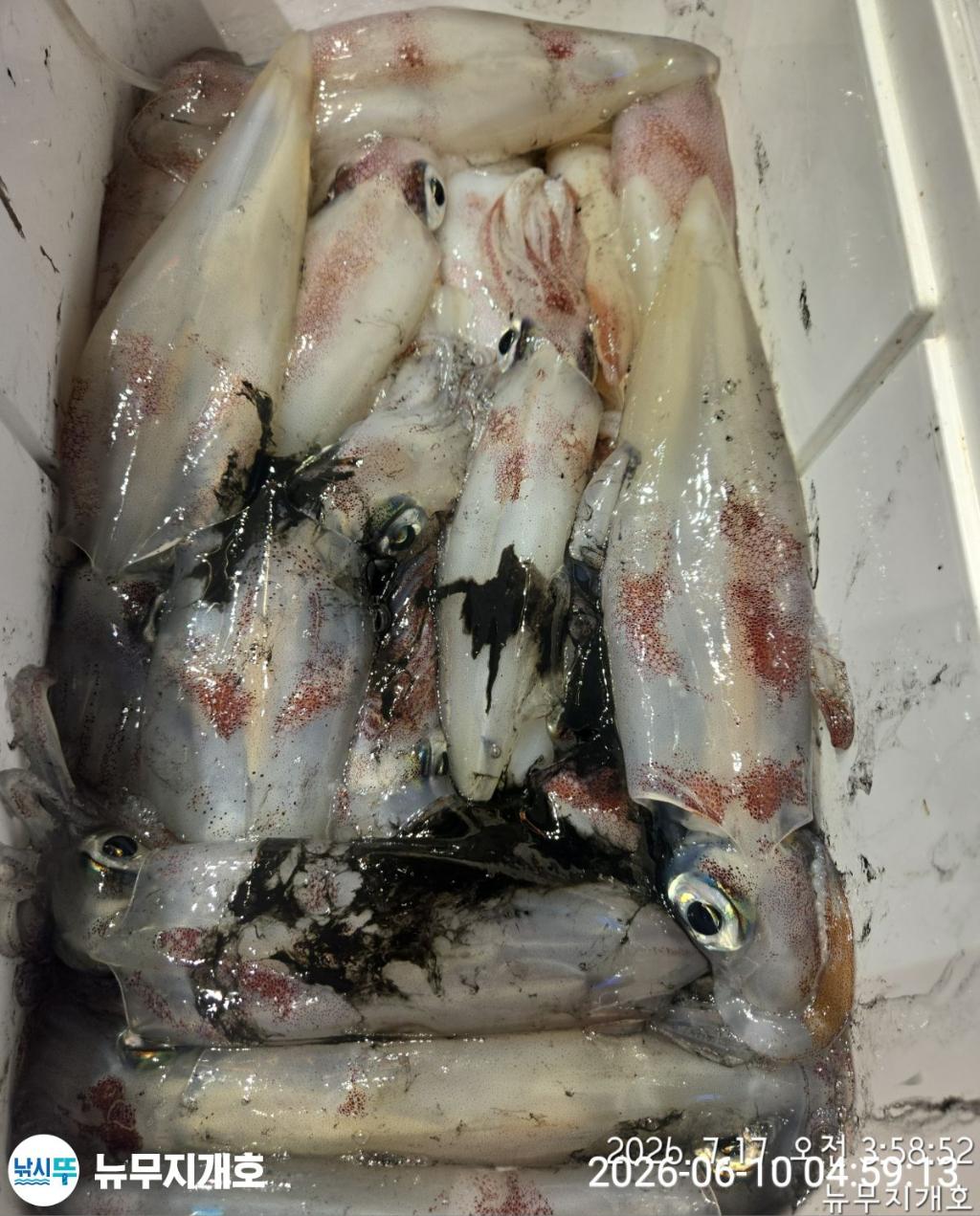 낚시뚜,한치,통영영운리항,뉴무지개호,낚시뚜16