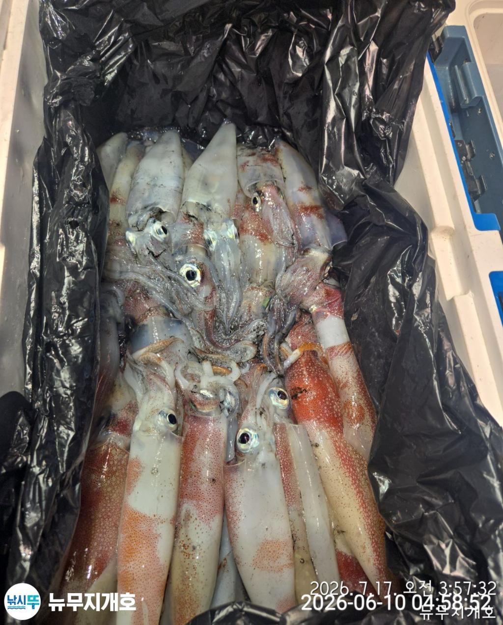 낚시뚜,한치,통영영운리항,뉴무지개호,낚시뚜14