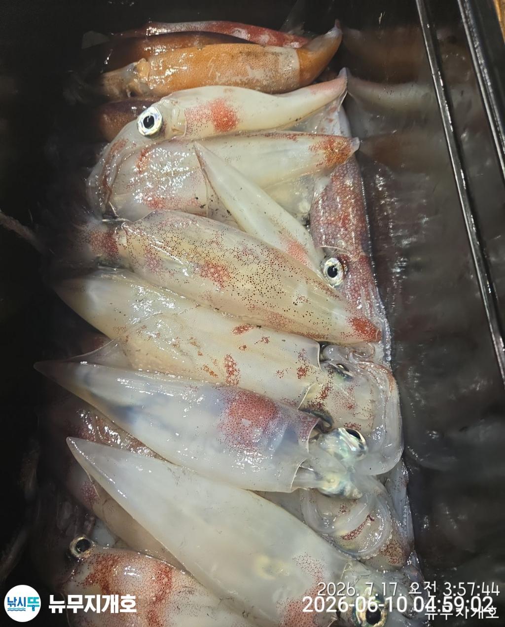 낚시뚜,한치,통영영운리항,뉴무지개호,낚시뚜12