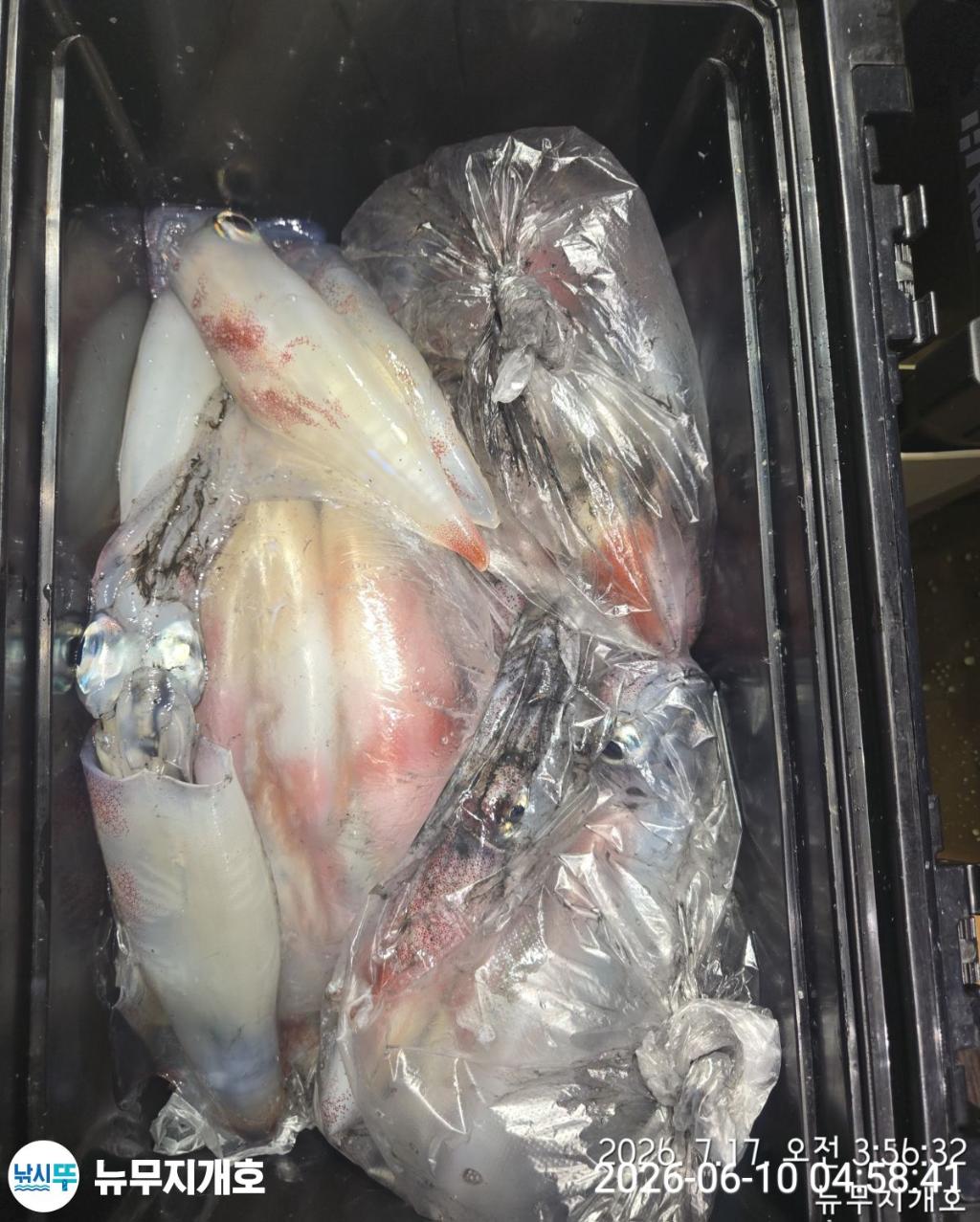 낚시뚜,한치,통영영운리항,뉴무지개호,낚시뚜10