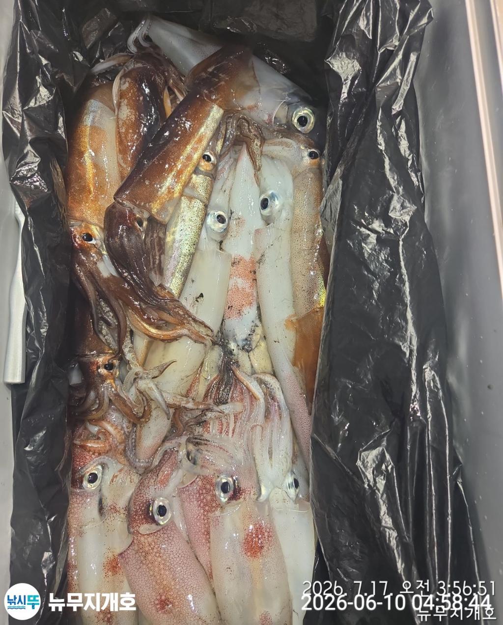 낚시뚜,한치,통영영운리항,뉴무지개호,낚시뚜9