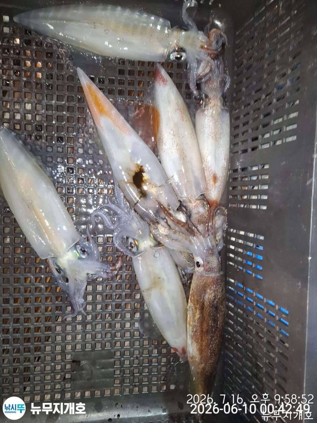 낚시뚜,한치,통영영운리항,뉴무지개호,낚시뚜8