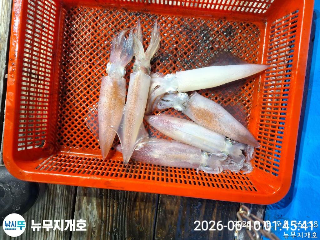 낚시뚜,한치,통영영운리항,뉴무지개호,낚시뚜7
