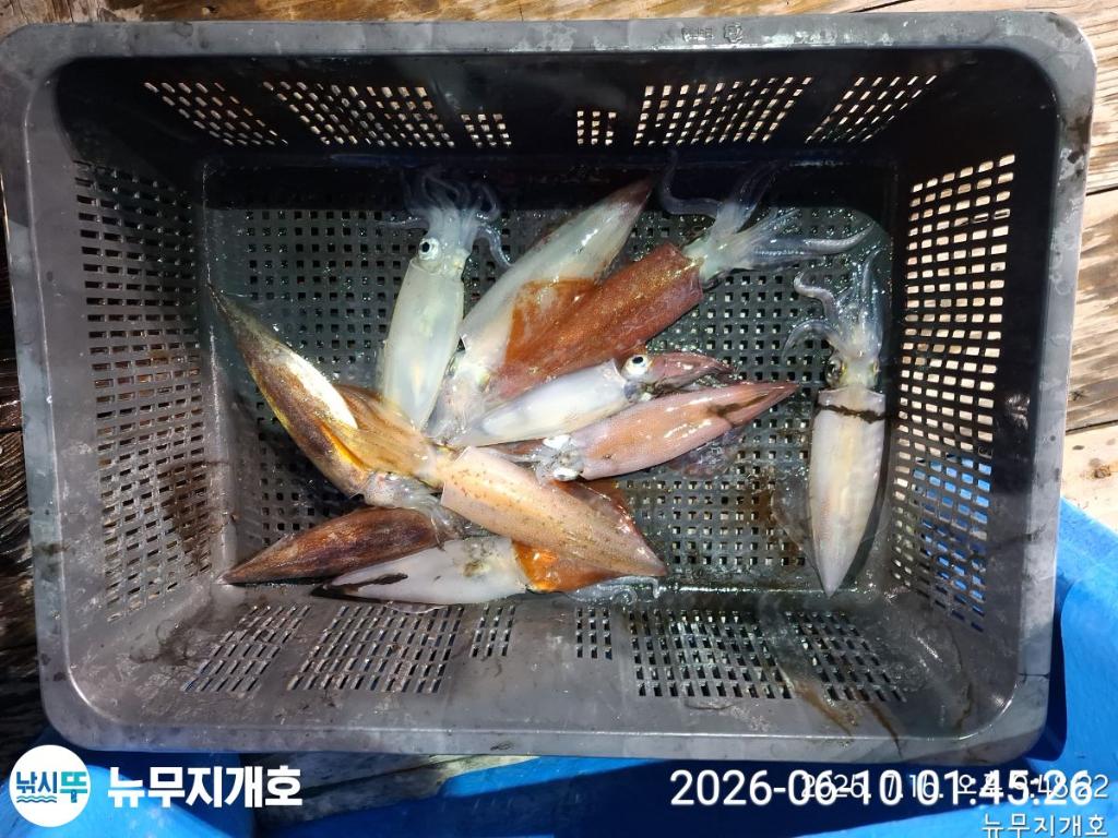 낚시뚜,한치,통영영운리항,뉴무지개호,낚시뚜6