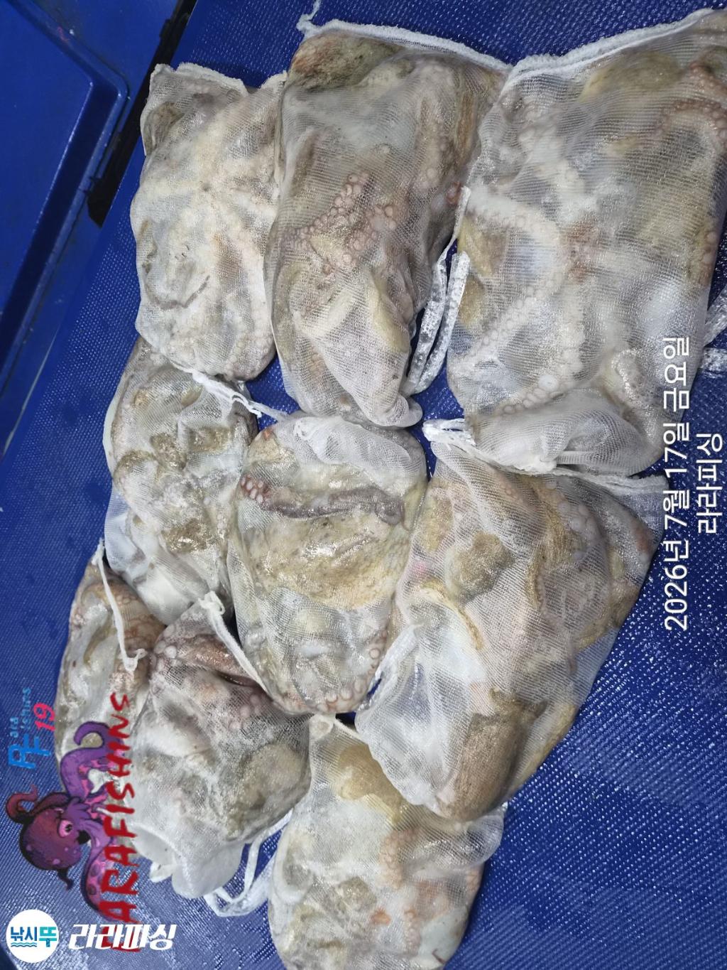낚시뚜,돌문어,속천항(진해),라라피싱,낚시뚜14
