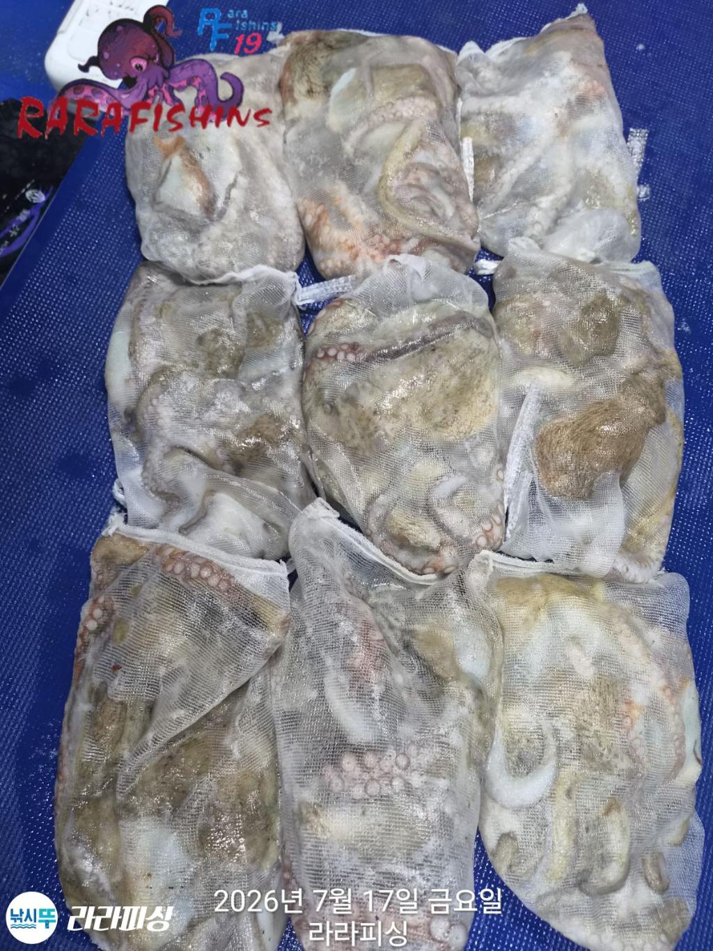 낚시뚜,돌문어,속천항(진해),라라피싱,낚시뚜0