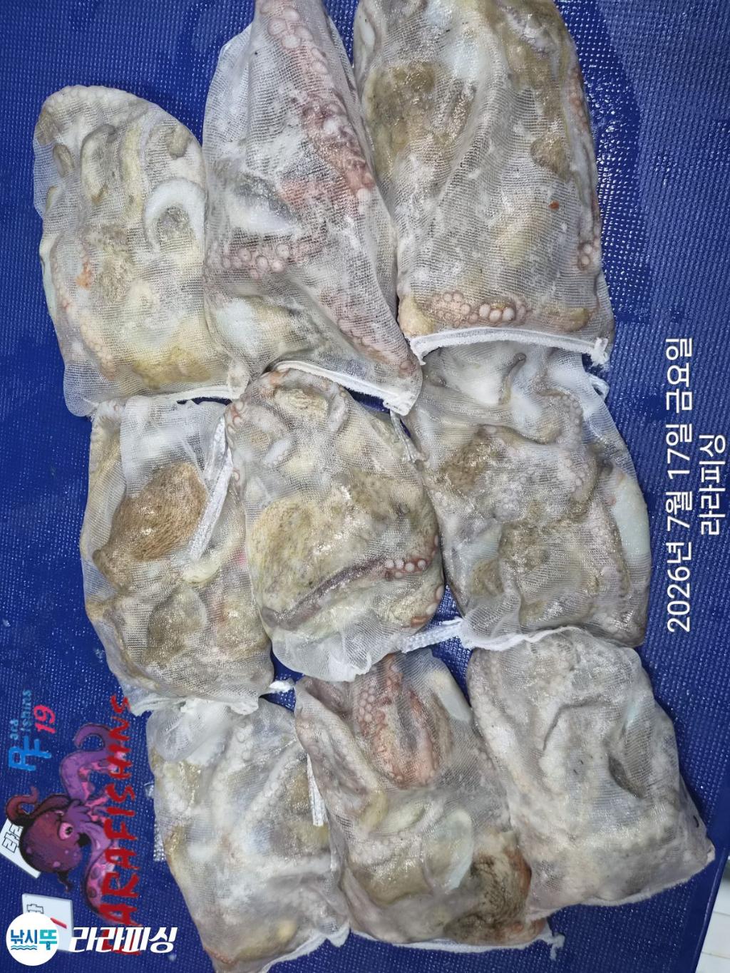 낚시뚜,돌문어,속천항(진해),라라피싱,낚시뚜14