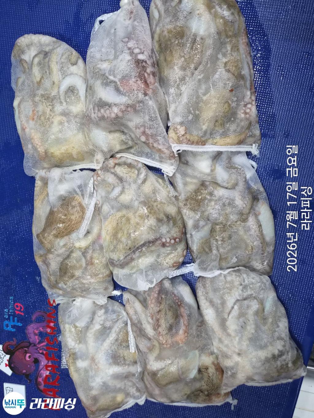 낚시뚜,돌문어,속천항(진해),라라피싱,낚시뚜13