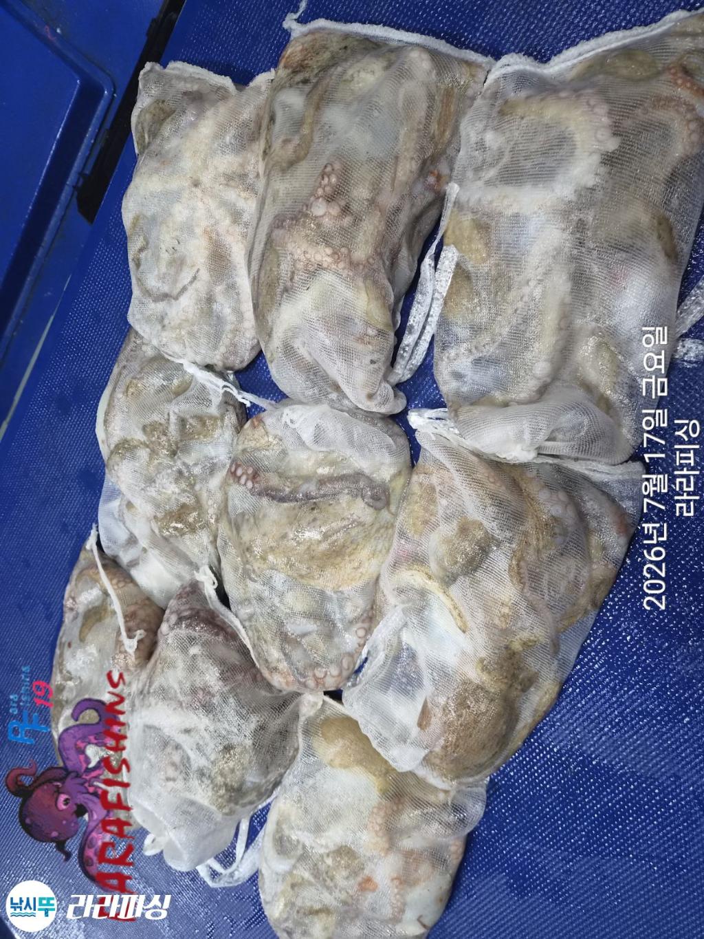 낚시뚜,돌문어,속천항(진해),라라피싱,낚시뚜11