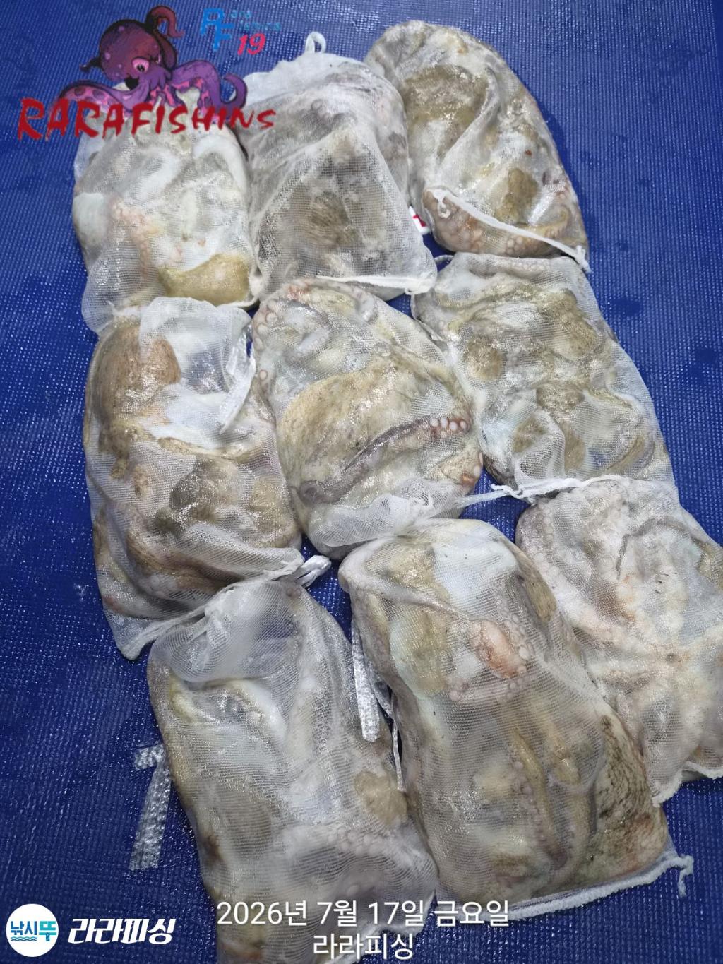 낚시뚜,돌문어,속천항(진해),라라피싱,낚시뚜9