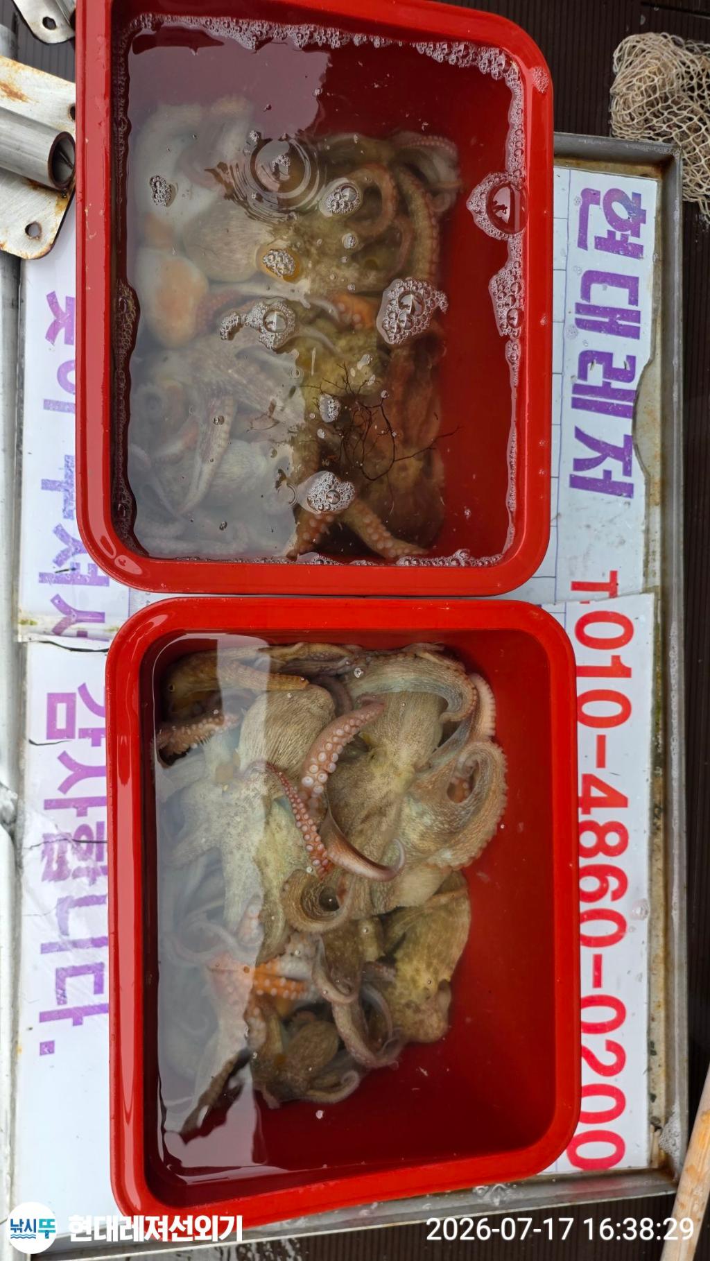 낚시뚜,돌문어,풍화상장마을,통영 현대레져선외기,낚시뚜9