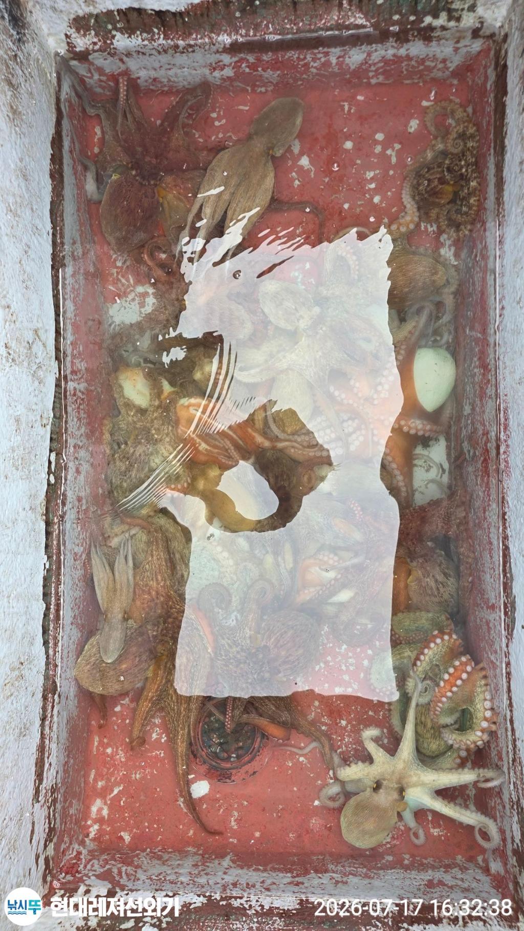 낚시뚜,돌문어,풍화상장마을,통영 현대레져선외기,낚시뚜8
