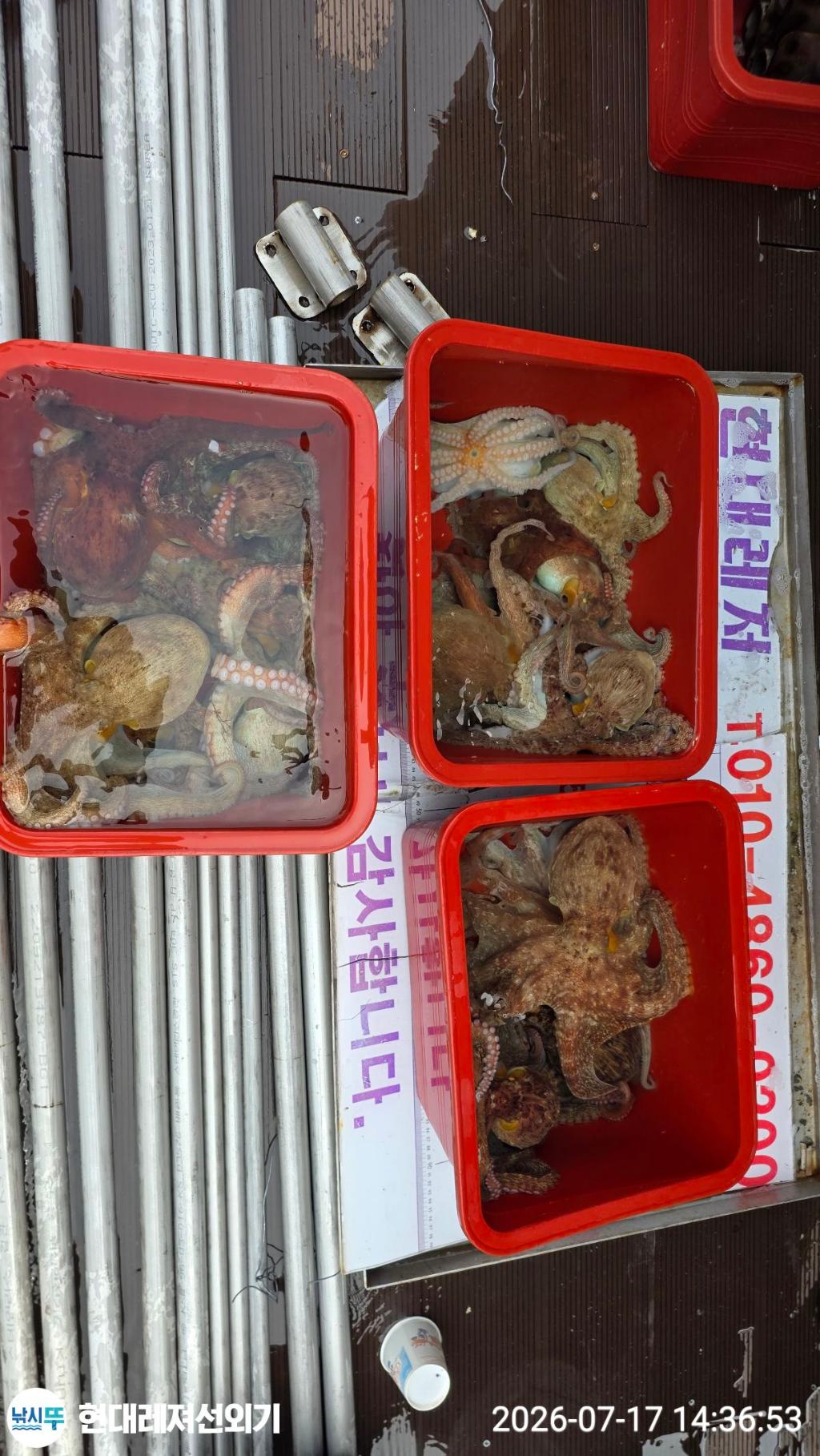 낚시뚜,돌문어,풍화상장마을,통영 현대레져선외기,낚시뚜7