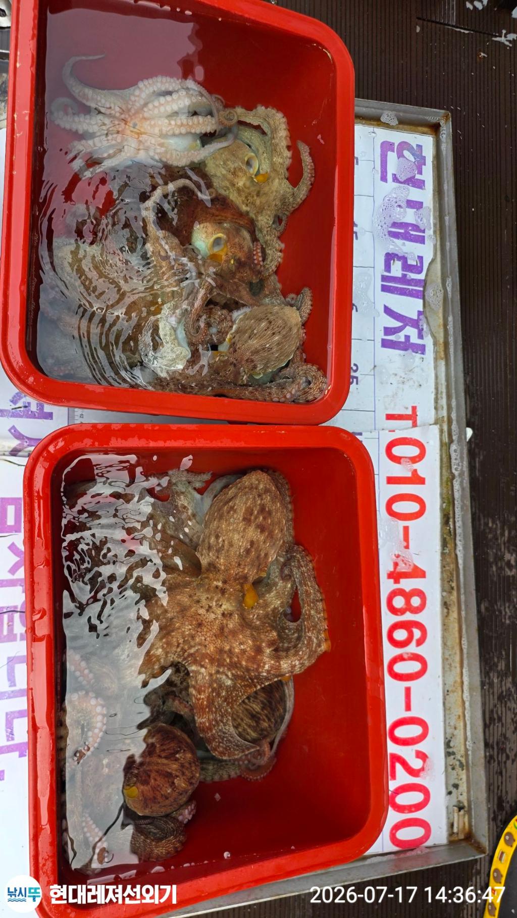 낚시뚜,돌문어,풍화상장마을,통영 현대레져선외기,낚시뚜2