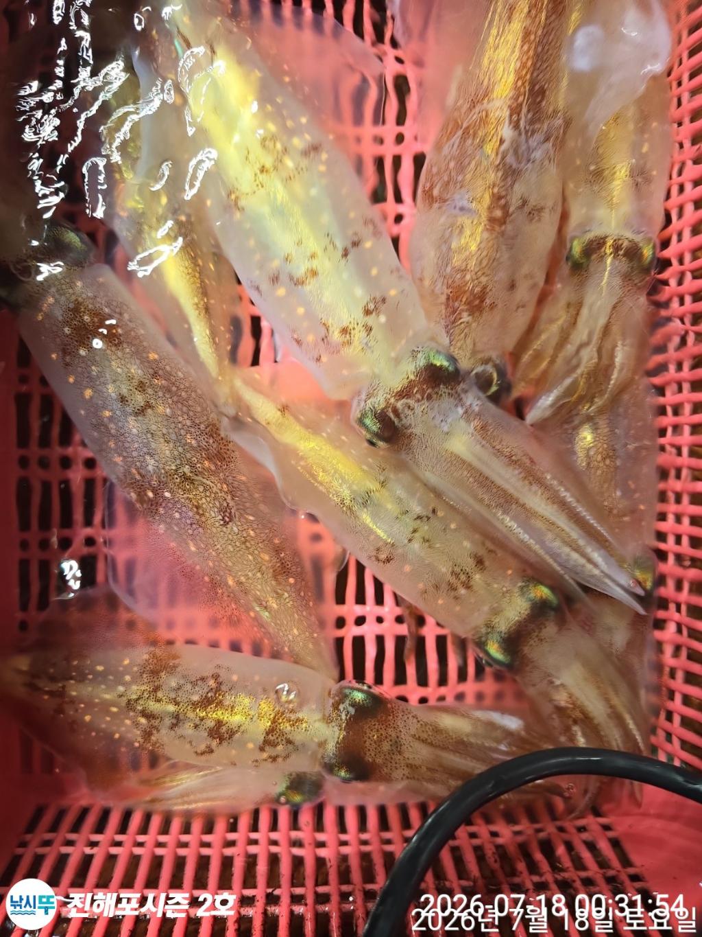 낚시뚜,한치,진해행암항,진해포시즌 2호,낚시뚜12