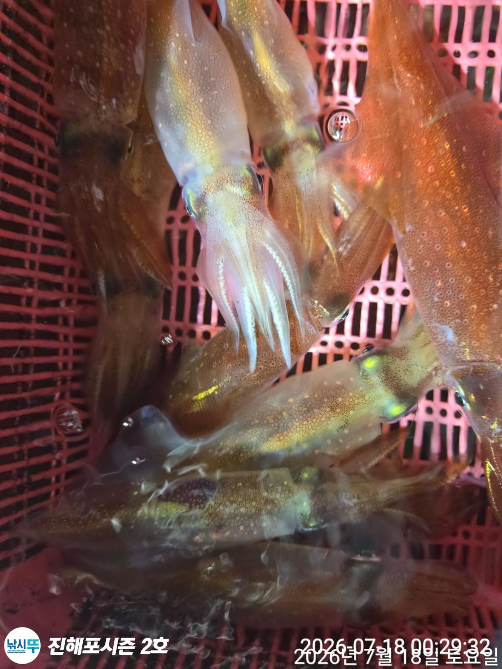 낚시뚜,한치,진해행암항,진해포시즌 2호,낚시뚜10