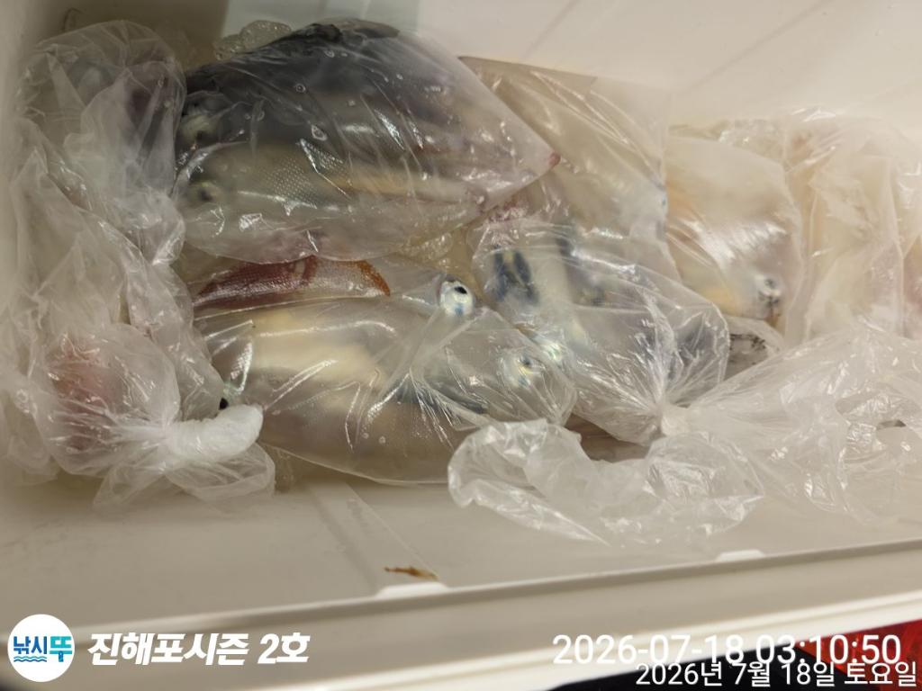 낚시뚜,한치,진해행암항,진해포시즌 2호,낚시뚜4