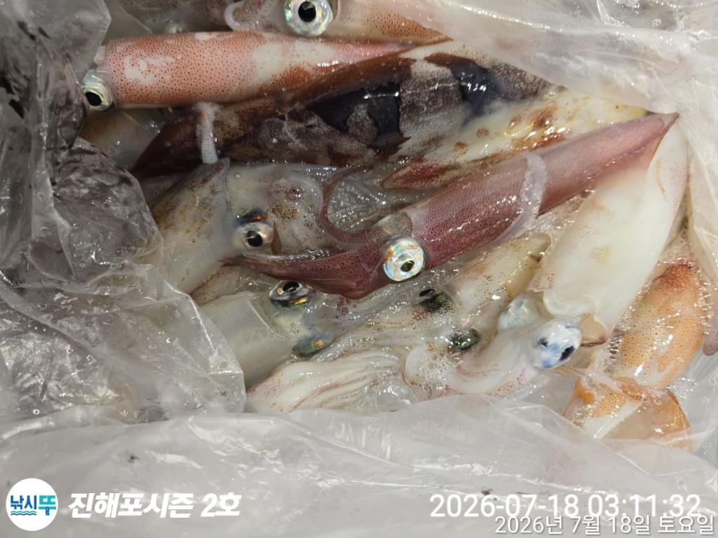 낚시뚜,한치,진해행암항,진해포시즌 2호,낚시뚜3
