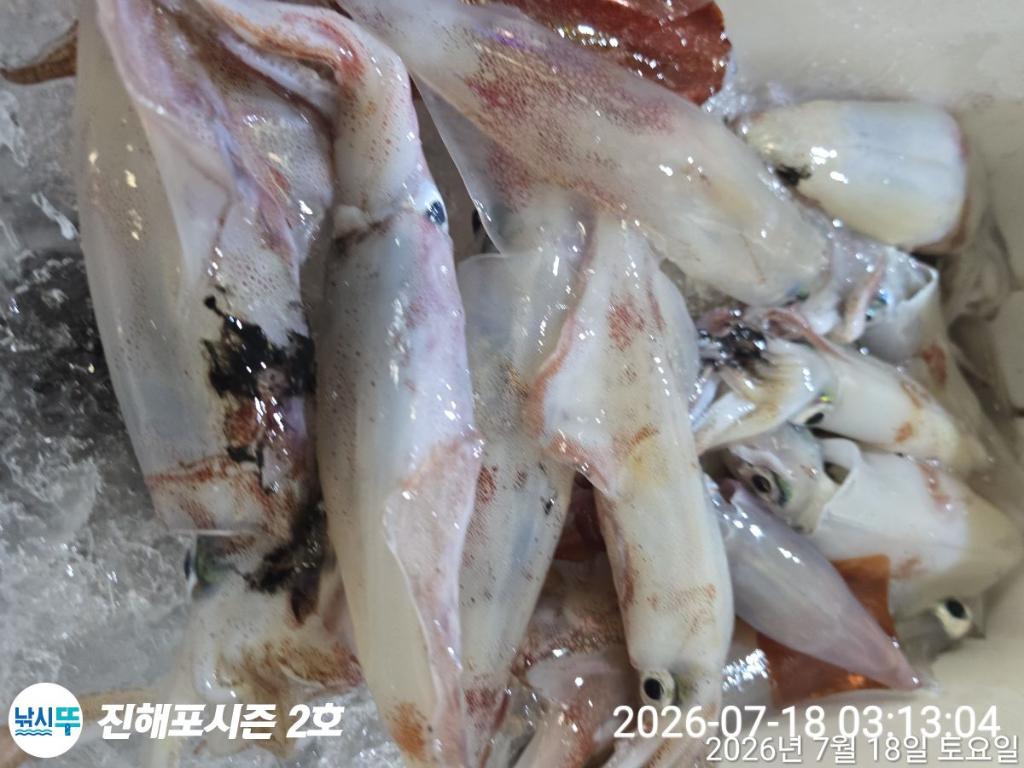 낚시뚜,한치,진해행암항,진해포시즌 2호,낚시뚜2
