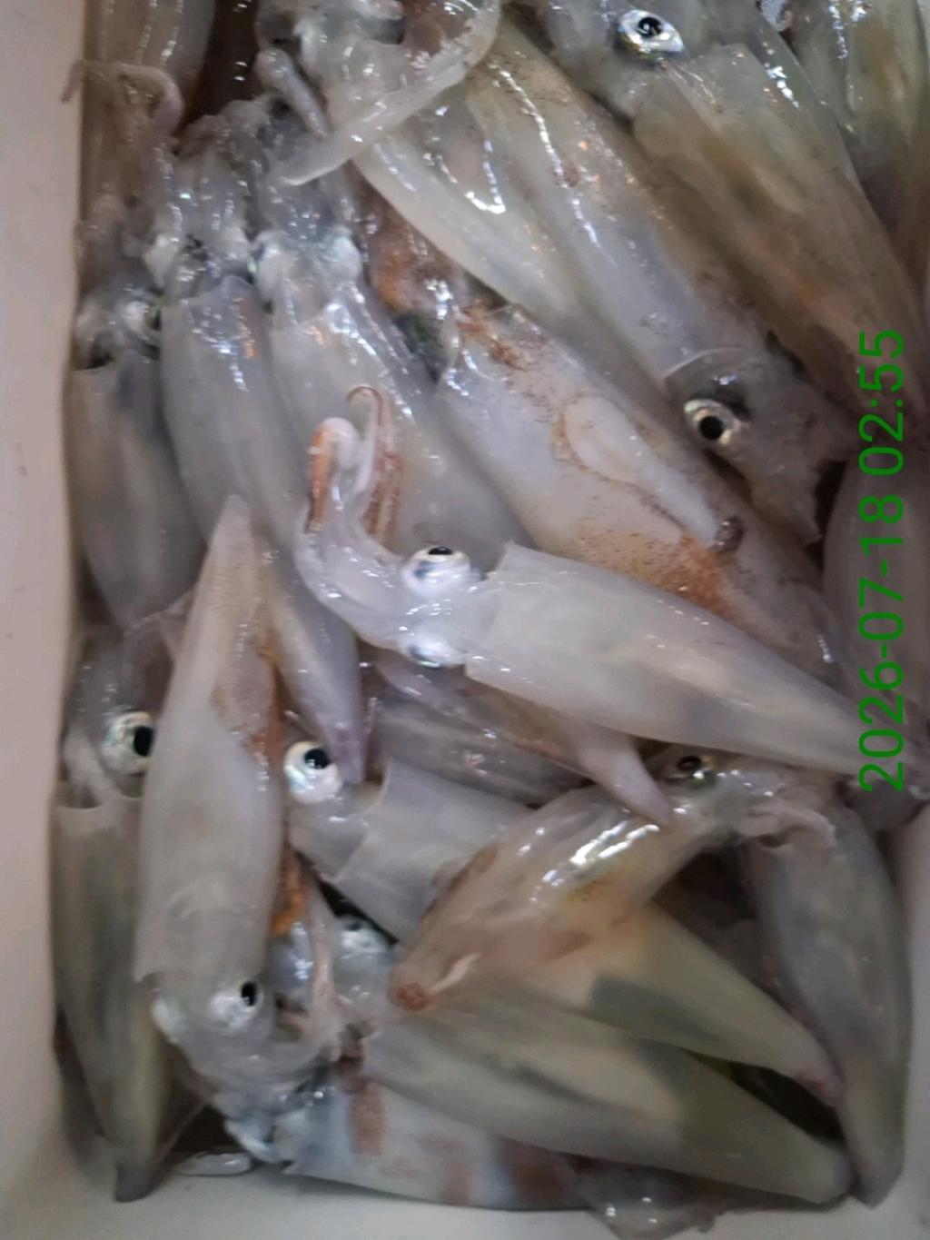 낚시뚜,기타 (직접입력),삼포항,삼포대교낚시,낚시뚜0